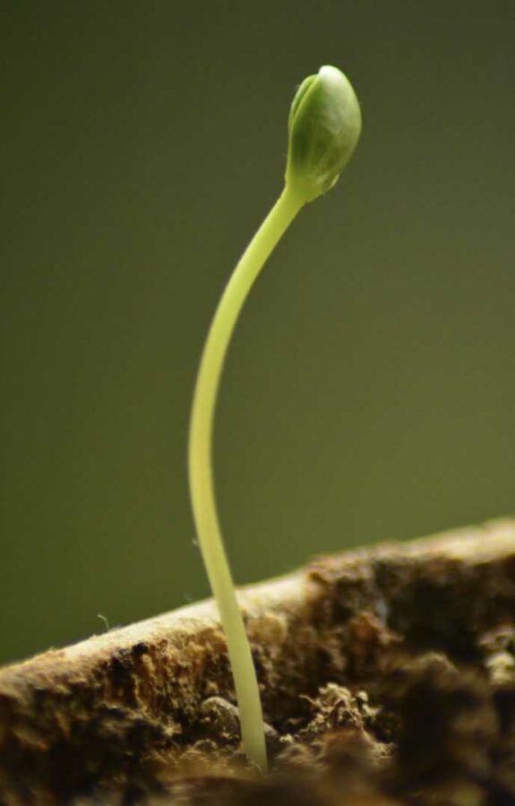 Sprout Yet to be Opened.5943948