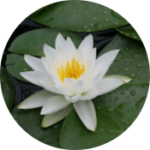 דוקטור ויטמין - עמוד הבית 11 הילה גור - לקוחה חוזרת - חוות דעת דר ויטמין