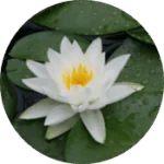 הילה גור - לקוחה חוזרת - חוות דעת דר ויטמין